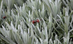 La fumigación es un tema que no se debe tratar a la ligera