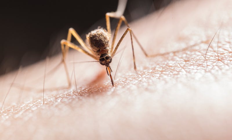 Un insecticida para todo tipo de insectos puede ser la solución cuando no podemos determinar que tipos de insectos nos invaden