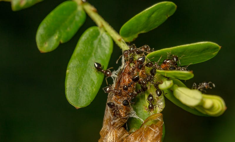 Los insecticidas industriales son seguros respetando sus indicaciones