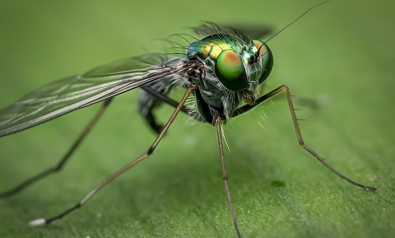 A veces es necesario un insecticida para todo tipo de insectos en lugar de uno para una tipología concreta