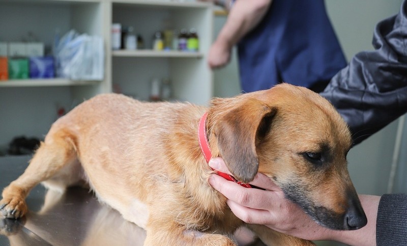 Una desinfección en clínicas veterinarias adecuada es garantía para nuestras mascotas.